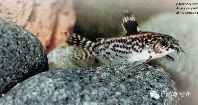 鼠鱼如何繁育,小型鼠鱼怎么养