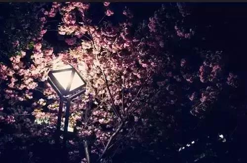 2020年日本樱花季观赏最全攻略,樱花节要来啦