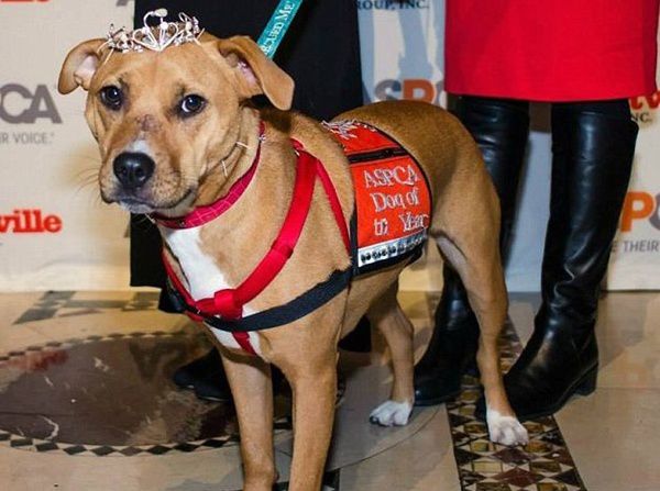 领养了被遗弃的狗狗,领养了一只被弃养的狗狗