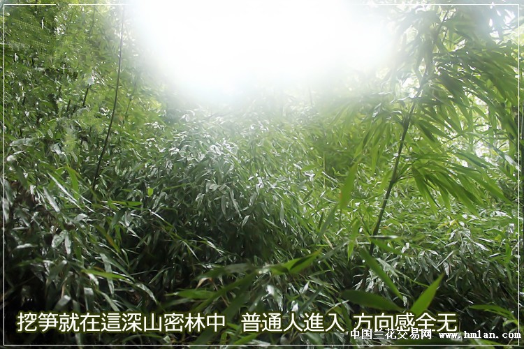西部刀手，行走于中国道教神山四川洪雅瓦屋山，暗藏杀伐之气！