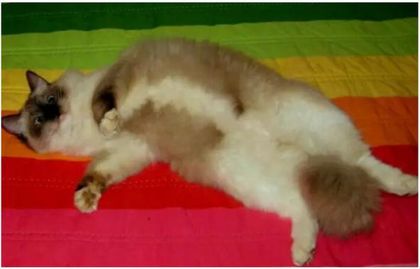 布偶猫美,布偶猫好美