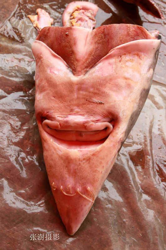 鳇鱼几千一斤,大鳇鱼贵不贵