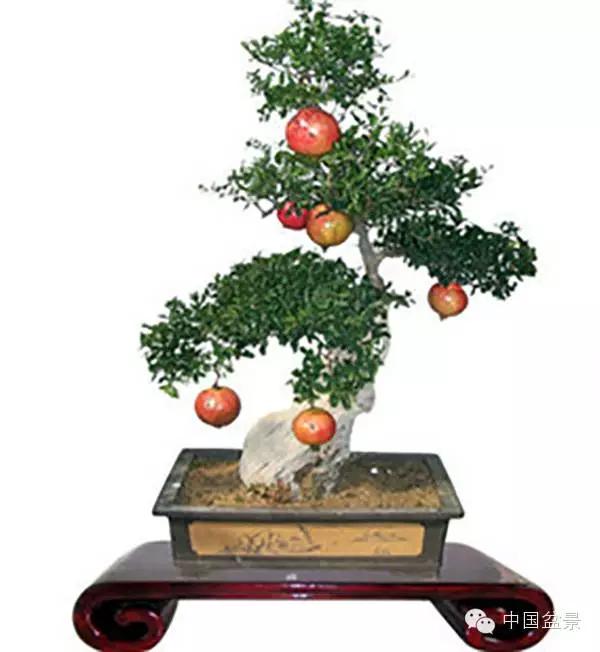 一株盆景60万元,石榴盆景100种图片