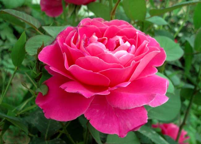 课外知识大扩展之——中国市花大全！