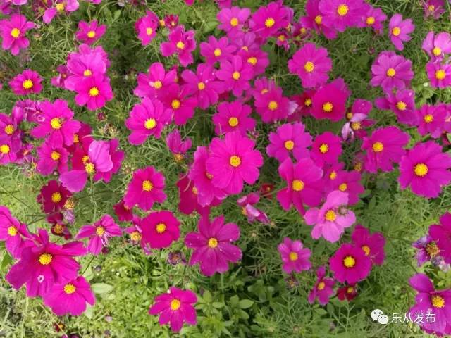 您好，2017年｜阳光灿烂，花果飘香，迎新年这些地方你不得不去！