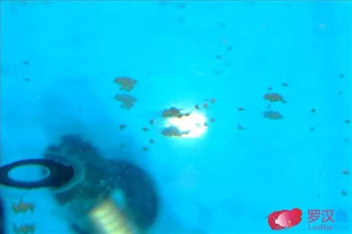 罗汉参的繁殖方法,罗汉鱼怎么养起头