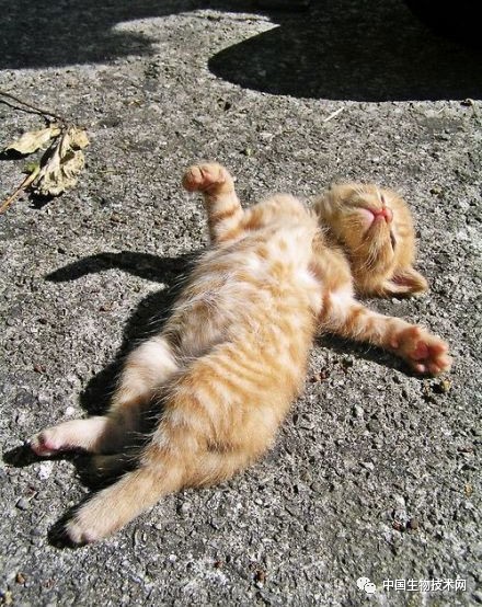 维生素d可以预防失眠吗,慢性肾病如何服用维生素d