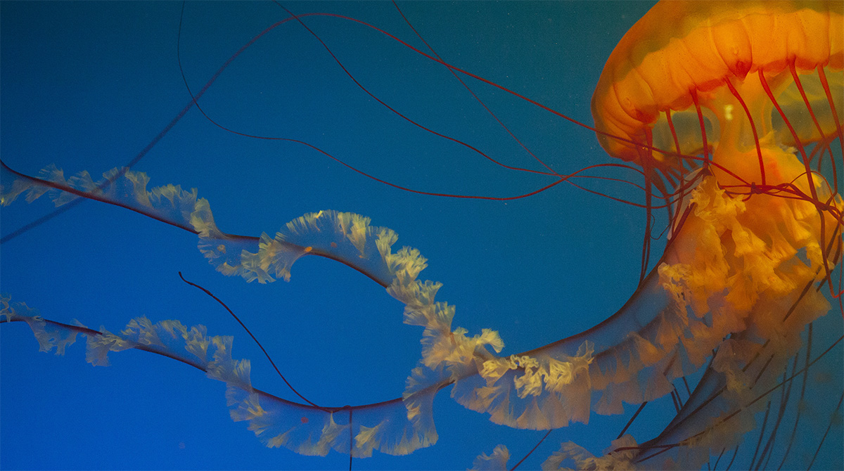 水母海洋世界,中国海洋世界水母馆