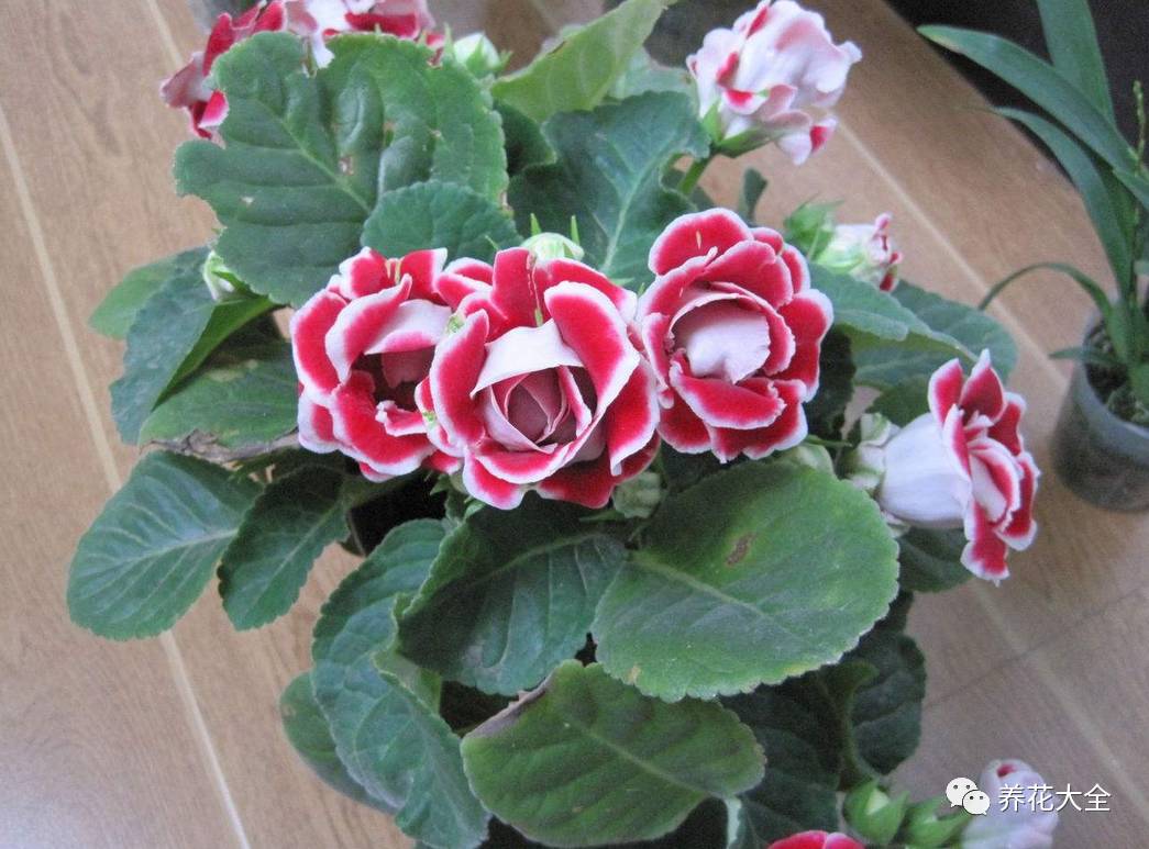 这些花越养越值钱,这些花比绿萝还好养