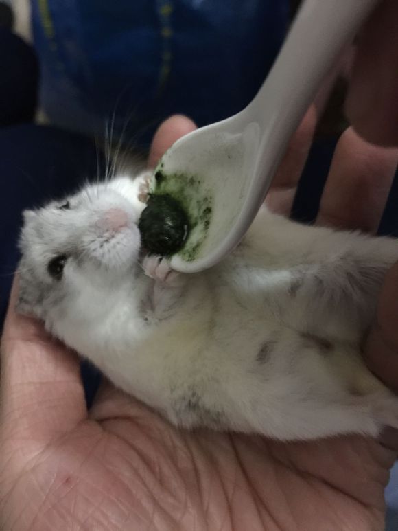 必须买的仓鼠零食,小仓鼠买东西推荐吃的主食小零食