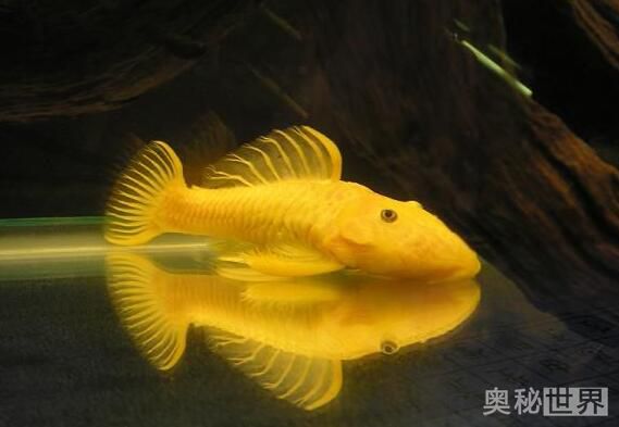 24k黄金达摩野生和人工的区别,24k黄金达摩真的有黄金吗