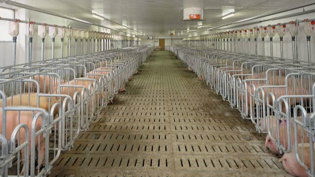 疯狂的洋崽真实版,疯狂的猪肉炖粉条子