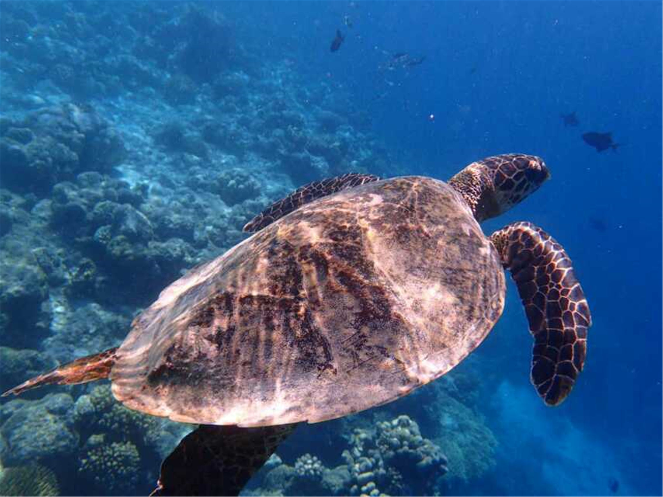 马尔代夫最美景色,最美马尔代夫风景