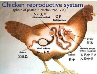 如何通过蛋黄颜色识别优质鸡蛋,蛋壳颜色可以判断鸡蛋新鲜程度