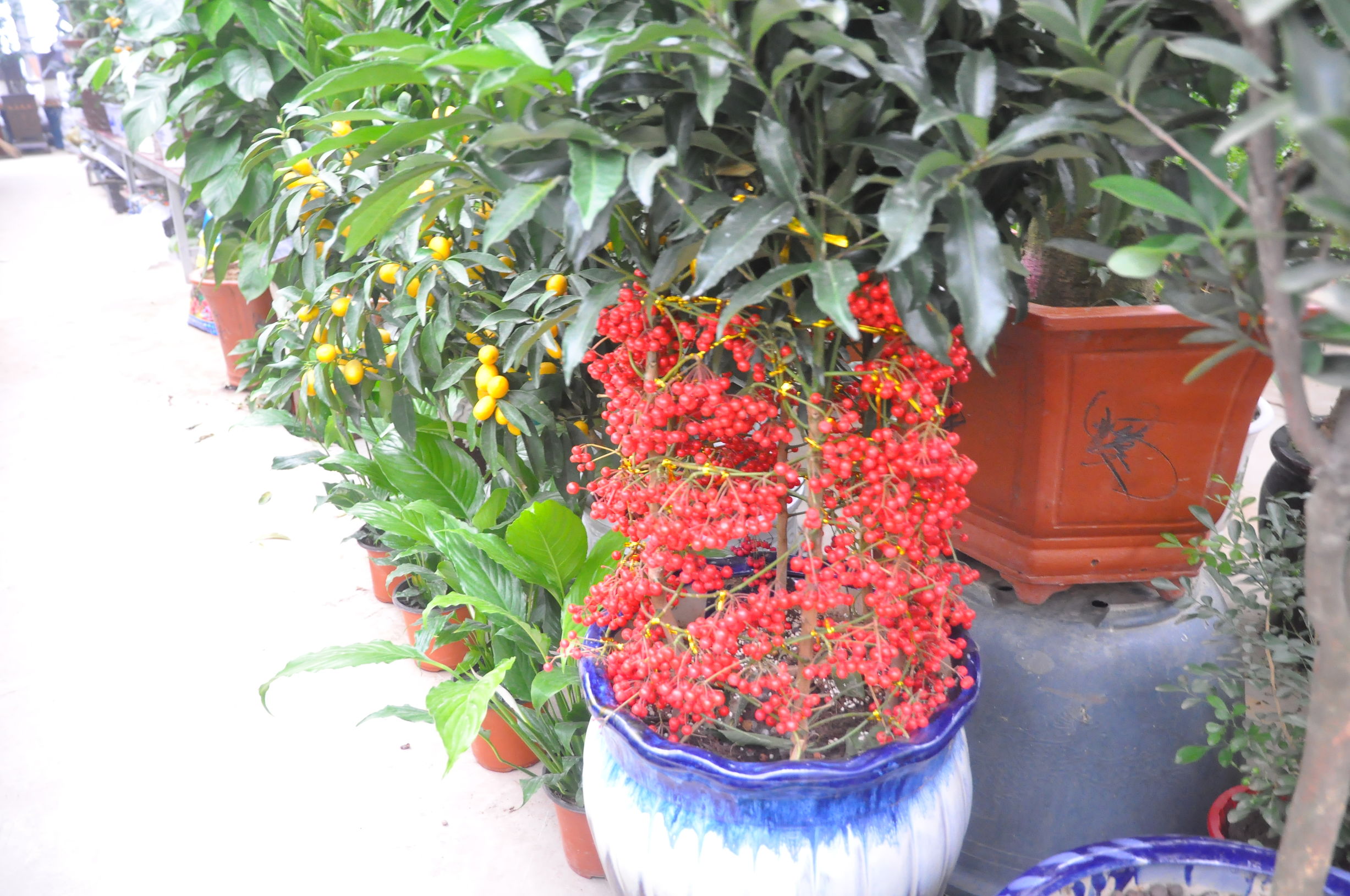 去花卉市场什么季节买花便宜,过年了到花卉市场买花