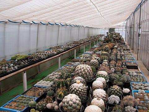 鏃ユ湰鐜夐湶澶氳倝澶ф,浠庡鑲夊ぇ妫氶噷璺戝嚭鏉ョ殑澶氳倝