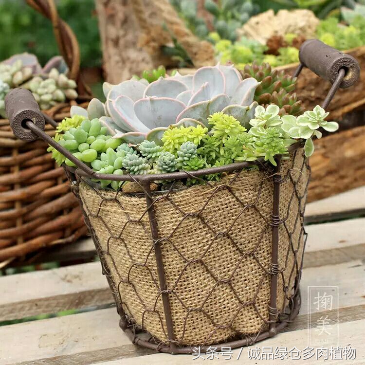 铁艺多肉怎么养,铁艺多肉