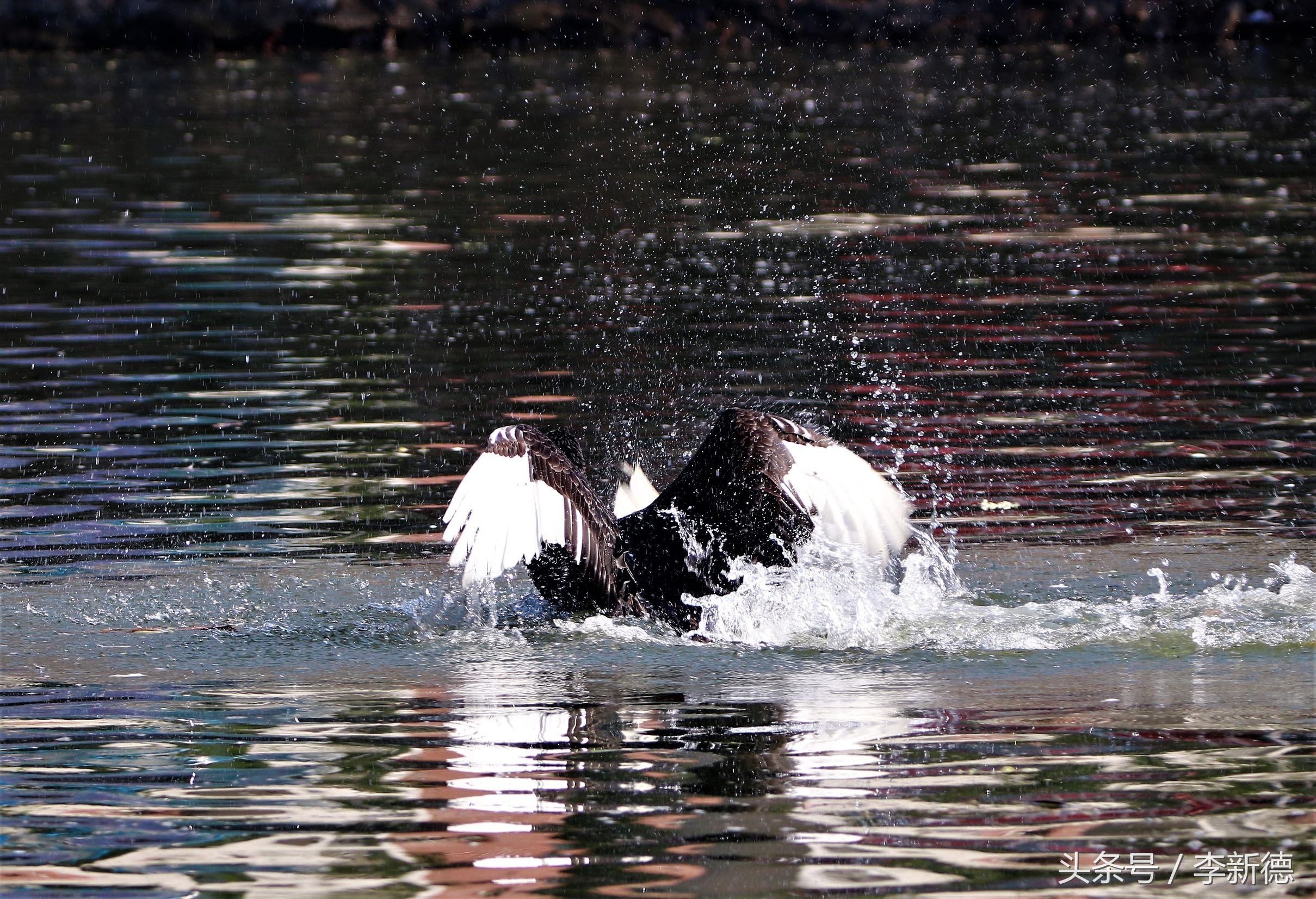 适马150-600镜头拍海上,适马150-600镜头拍视频怎么样