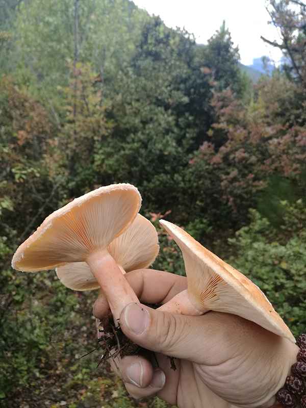 滇藏219线骑摩托进藏最全攻略,2021滇藏进藏自驾游