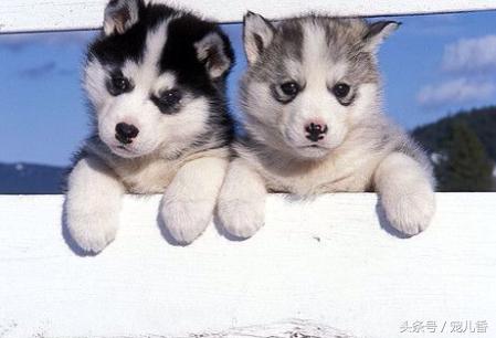 哈士奇流鼻涕怎么回事,两个多月哈士奇流脓鼻涕