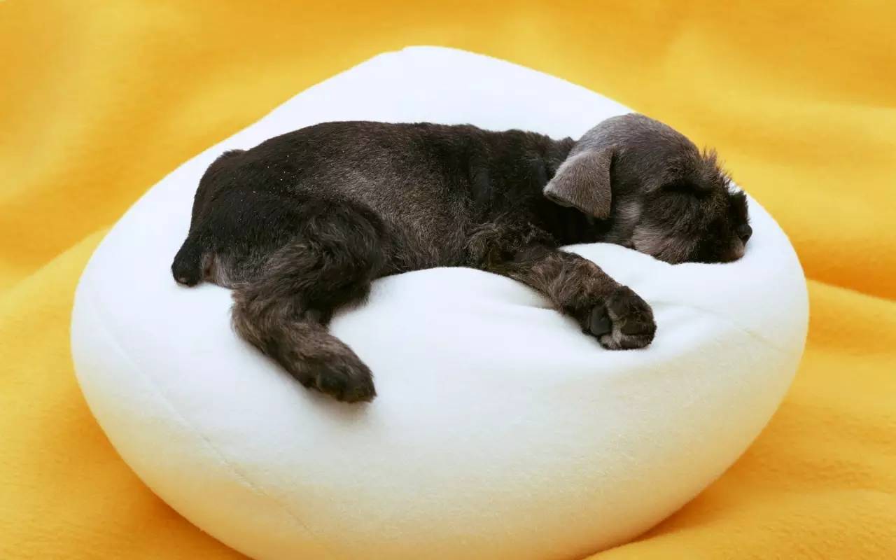 铲屎官如何养宠物,新手铲屎官如何养狗狗