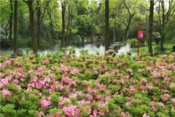 是一年的苗好还是二年的苗好,未来几年苗木行情哪种苗有市场