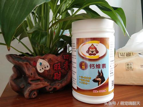 泰迪后腿走路瘸不让碰脊柱,泰迪后腿有点瘸怎么回事