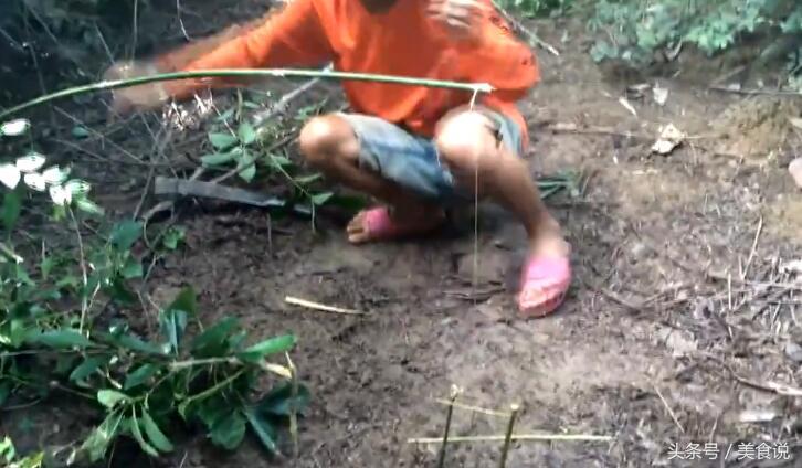 农村里的人是这样抓野鸡的,用细竹竿做陷阱很好用