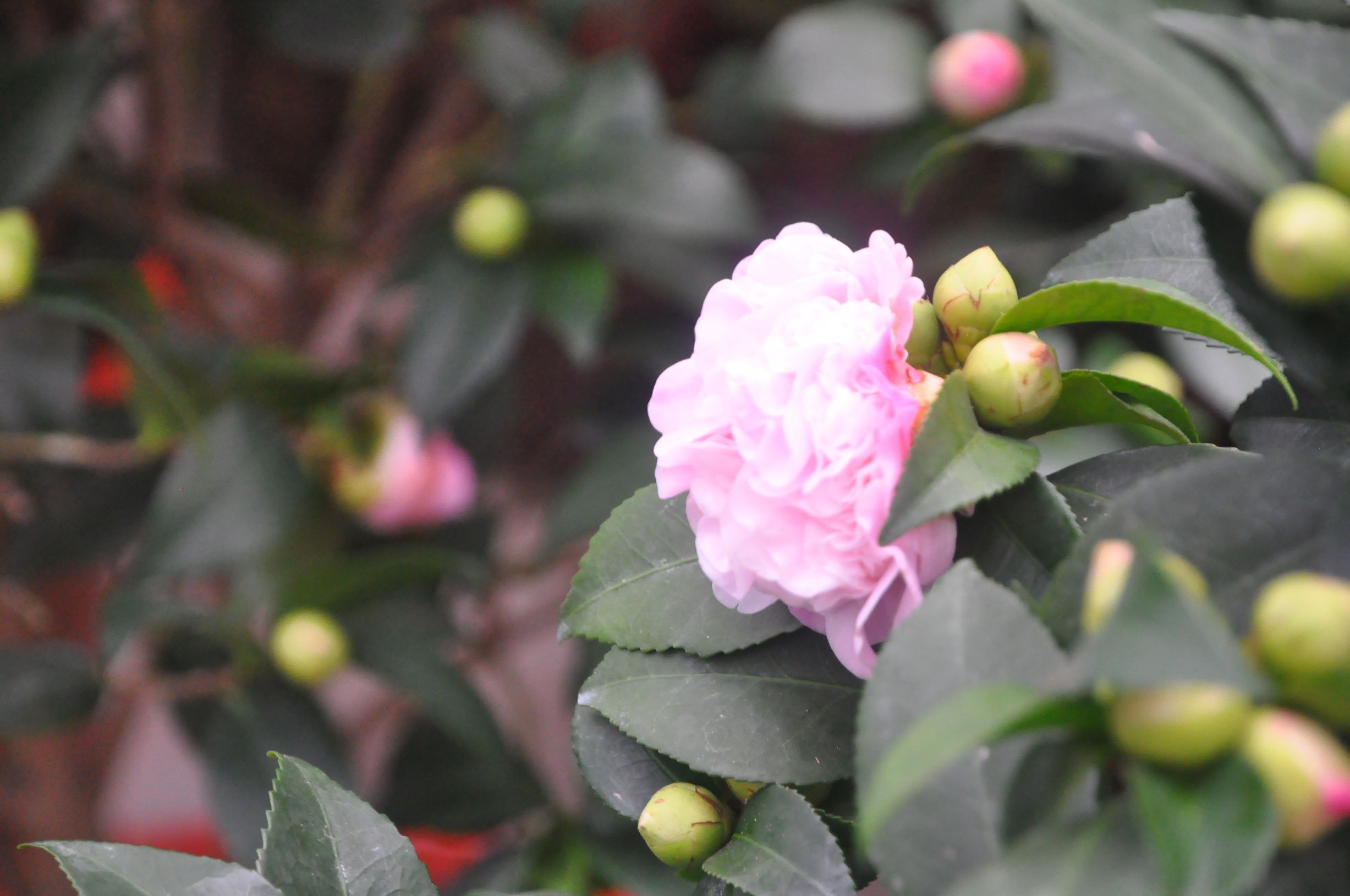 去花卉市场什么季节买花便宜,过年了到花卉市场买花