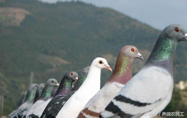鸽子十全大补汤,鸽子一帆风顺