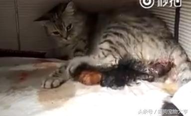 猫妈妈生宝宝的全过程,猫妈妈分娩