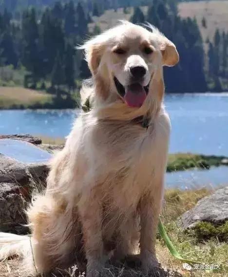金毛不是最温柔善良的狗狗吗,大壮是只汪