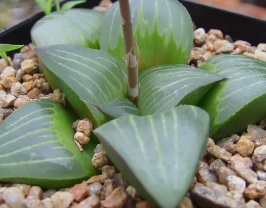 十二卷寿品相,十二卷玉寿