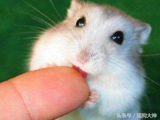 仓鼠幼鼠如何快速上手,仓鼠幼鼠怎么训练上手