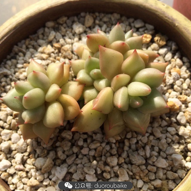 院子阳光房多肉,阳光房庭院多肉