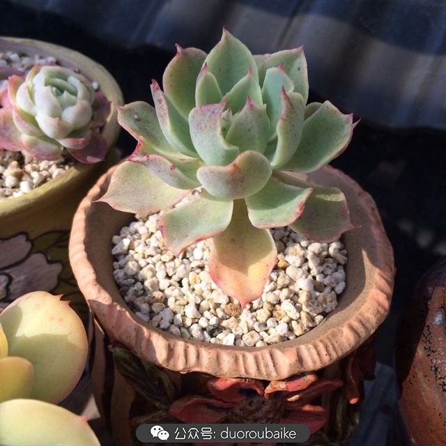 院子阳光房多肉,阳光房庭院多肉