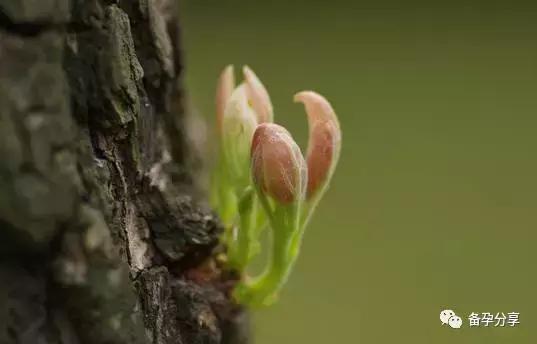 上次胎停育了,再次备孕该怎么做能避免呢?