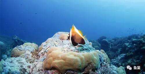 过年要回家鱼没人喂怎么办,过年了要外出家里的鱼怎么办