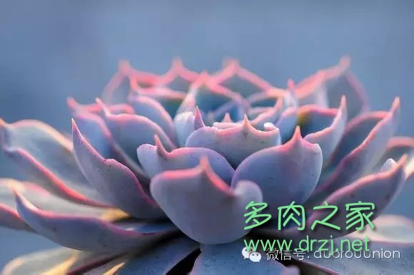 多肉植物鸡蛋碧桃的养护方法,多肉植物夏天在室内如何养护