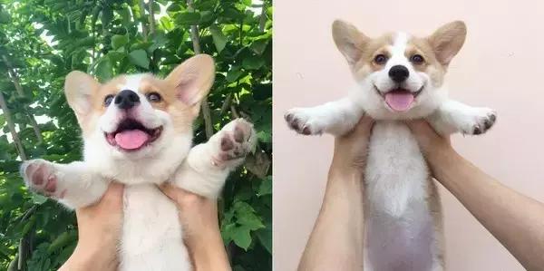 宠物螨虫和真菌感染的区别,宠物真菌和螨虫皮肤病图解