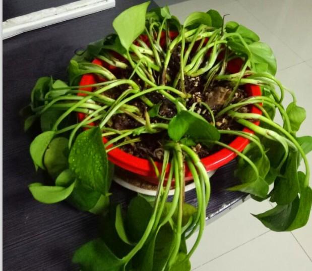 绿萝叶子发焦什么原因怎么办,绿萝叶子发卷是怎么回事