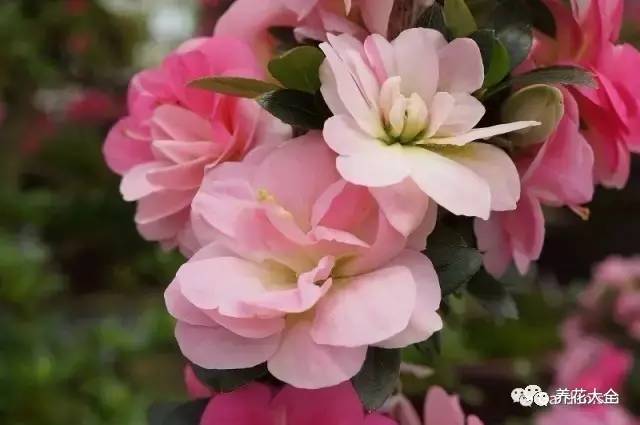 最美大杜鹃花图片,中国最美天然杜鹃花