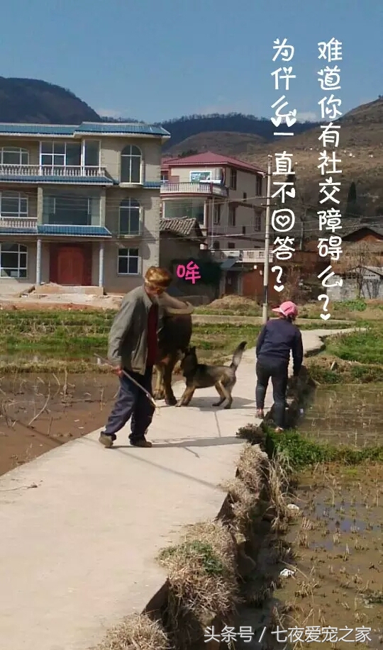 哈士奇在农村放养还是拴住,哈士奇不能养吗