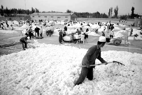 十多年前，我在*疆新**见到的采棉人，那也曾是属于我们的公共记忆