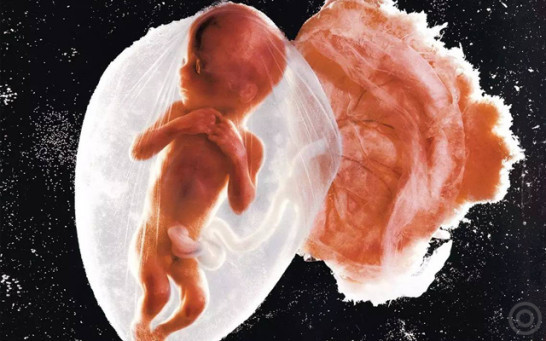 胎盘由什么和什么构成,胎盘由哪些构成有什么作用