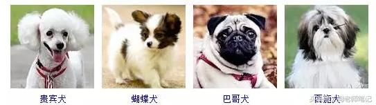 狗狗品种大全按体型智商怎么分,聪明狗狗品种大全及图片及名字