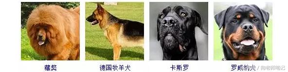 狗狗品种大全按体型智商怎么分,聪明狗狗品种大全及图片及名字