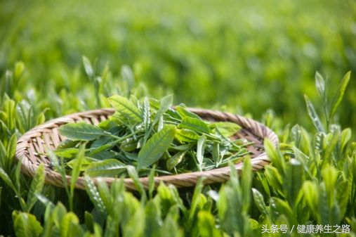 生活中的养生秘诀——购买篇之绿茶