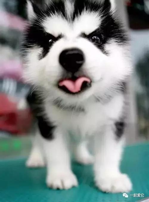 宠兽小知识100条,怎样让哈士奇乖乖听话