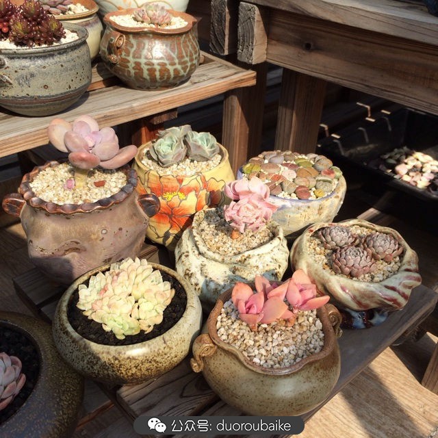 江浙沪多肉过冬,江浙沪一年四季露养的多肉